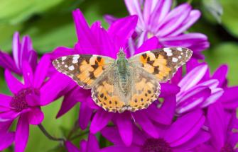 A Painted Lady butterfly feeding on garden flowers, UK.