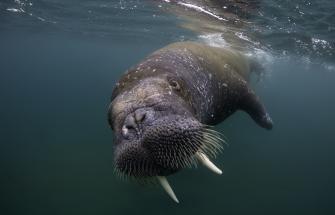 Walrus (Odobenus rosmarus) Spitsbergen, Svalbard Archipelago, Norway, Arctic Ocean. July.