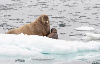 Female walrus and it's young offspring on an ice floe Norway