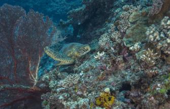 A green turtle resting among corals off Tokoriki Island (west of Viti Levu). Great Sea Reef Survey, Fiji.