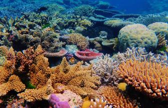 coral