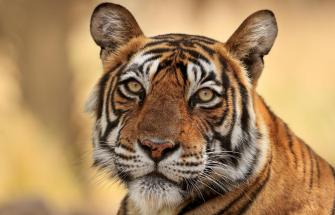 Bengal tiger (Panthera tigris) tigress 'Noor' ,Ranthambhore, India