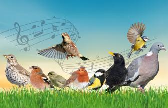Bird-quiz-getty-banner.jpg