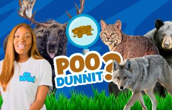 poodunnit3-banner.jpg