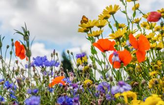 seedbomb-banner-getty.jpg