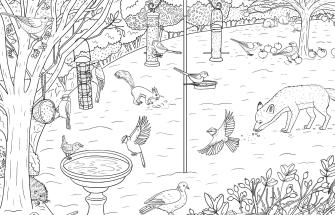 Garden colouring sheet