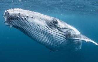Whale