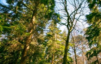 Forest shot from below - green trees, blue sky