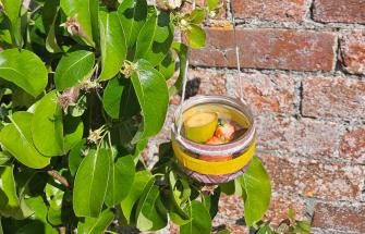 Butterfly feeder