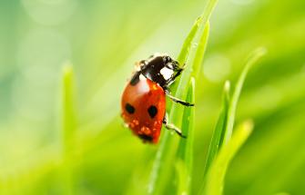 ladybird