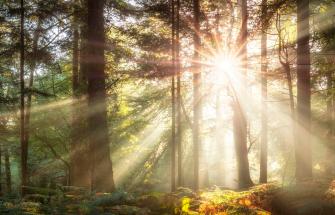Sunlight breaking through trees in a forest