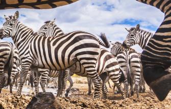 Wild Zebra
