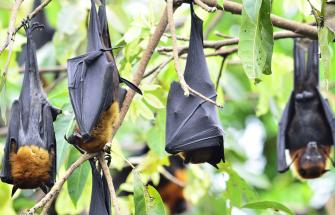Fruit bats aka flying foxes