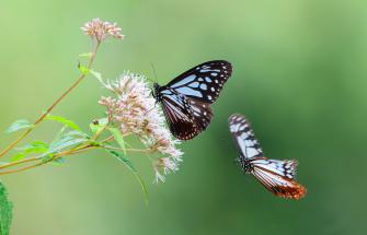 Butterflies