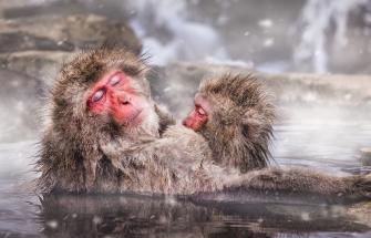 Japanese macaques 