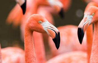 Flamingos