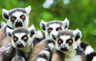 Lemurs