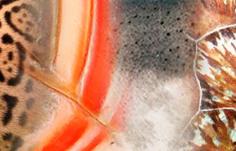 go wild shadow match banner