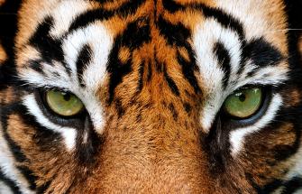 Tiger face close up