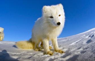 arctic fox