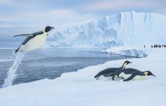 Penguins on ice