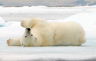 Go Wild polar bear banner