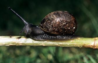 Garden snail (Helix aspersa) on a stick at night