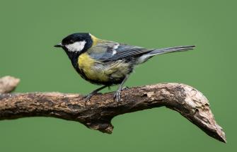 Great tit (Parus major) on a branch.