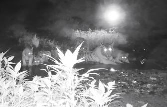 Go Wild Amur tiger cubs