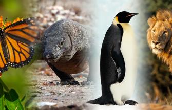 Go Wild  - When I grow up