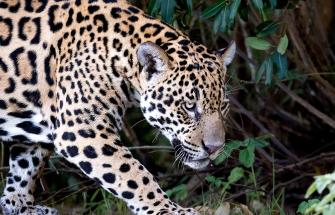 Jaguar close up