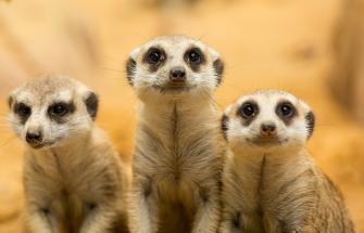 Spot the difference: Meerkats