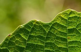 Leaf, Close-up