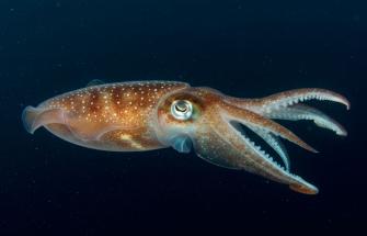 Squid
