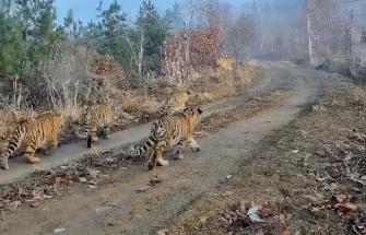Watch this extremely rare video of five tiger cubs filmed in China for the first time! 