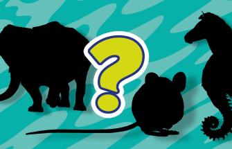 Animal mashups banner