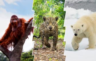 Image of an orangutan, jaguar and polar bear