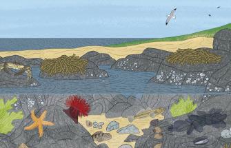 Rockpools
