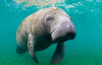 Go Wild Manatee banner