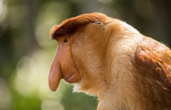 Image of a proboscis monkey