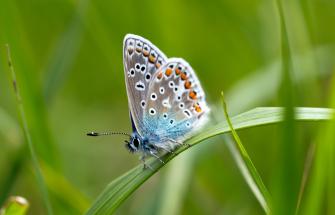 Common blue (Polyommatus icarus) butterfly resting on a blade of grass 