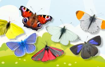 Variety of butterflies on an illustrated background