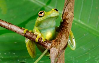 Frog (Hyla granosa) found in Terra do Meio, Amazon, Brazil.