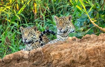 Jaguar in Brazil