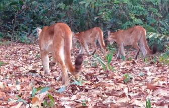 Shot of three pumas walking away from the camera