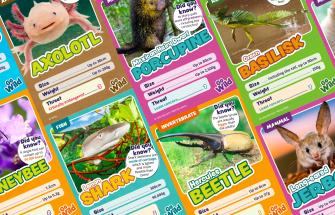 A selection of Go Wild animal cards