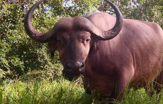 Buffalo standing in long grass