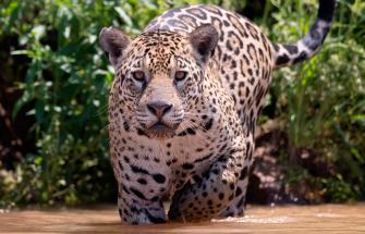 Jaguar in water
