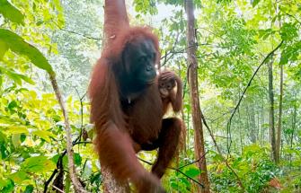 Orangutan and young in trees