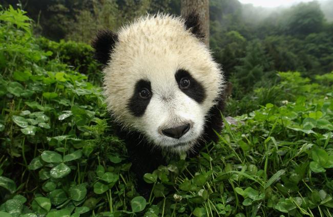 Top 10 facts about Pandas